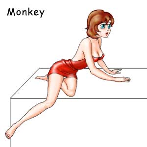 Monkey female in sex