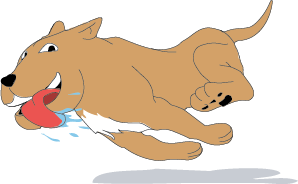 Year of the Dog